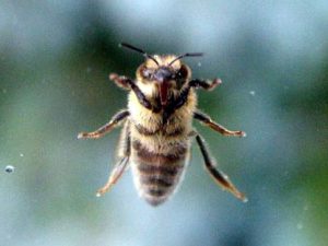 Ką daryti įgėlus bitei ?