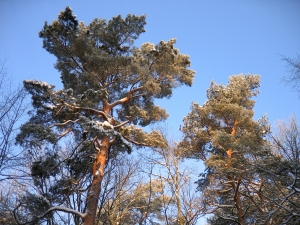 Forest Pines In Winter