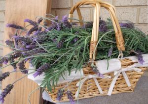 Fresh Lavender In Basket.