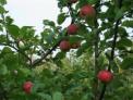Obels vaisių ir lapų gydomosios savybės