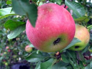 Obuoliai daro stebuklus