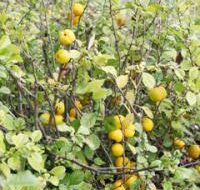 Svarainis - lietuviška citrina