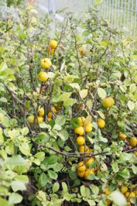 Svarainis – lietuviška citrina