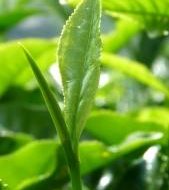 Katechinai - žaliosios arbatos turtas