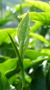 Katechinai – žaliosios arbatos turtas