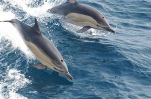 Delfinai įveikia net autistų bendravimo barjerą