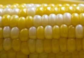 Tyrimas atskleidė, kad genetiškai modifikuoti kukurūzai - siaubingas nuodas