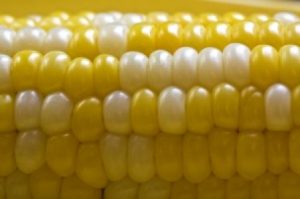 Tyrimas atskleidė, kad genetiškai modifikuoti kukurūzai – siaubingas nuodas
