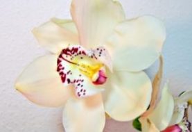 Orchidėja - ne tik grožis, bet ir vaistažolė