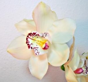 Orchidėja – ne tik grožis, bet ir vaistažolė