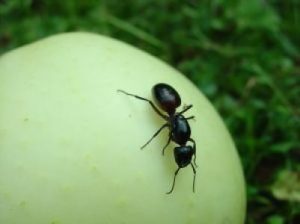 Nekviesti rudens svečiai arba kaip kovoti su nematomu priešu?