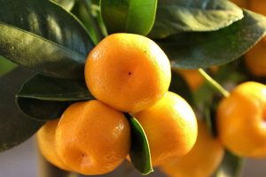 7 paslaptys, kaip išsirinkti skaniausius mandarinus