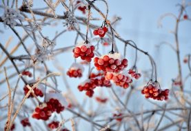 Žolininkas Marius Lasinskas: kokie augalai ypač naudingi šaltuoju sezonu