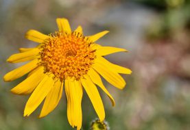 Vasaros džiaugsmus lydi nubrozdinimai ir įkandimai – efektyviai padėti gali geltonžiedžiai augalai
