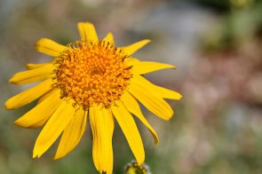 Vasaros džiaugsmus lydi nubrozdinimai ir įkandimai – efektyviai padėti gali geltonžiedžiai augalai